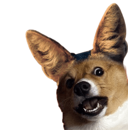jackal